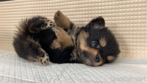 成約済の兵庫県のポメチワ:ポメラニアン×チワワ-314426の2枚目
